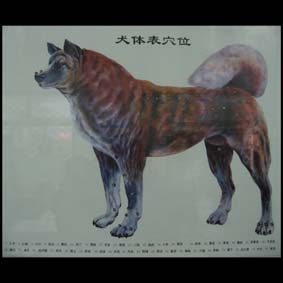 Akupunktur Tafel Hund